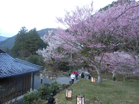 桜祭り行灯提供　玉城・飯南・松阪