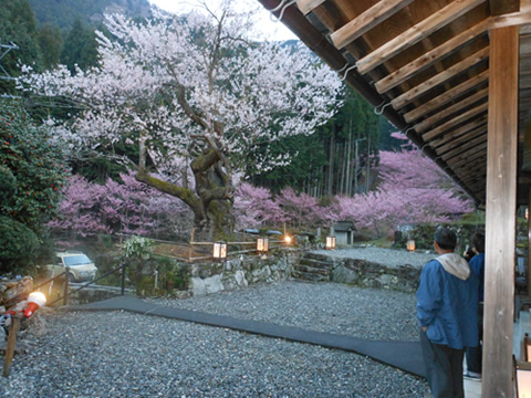 桜祭り行灯提供　玉城・飯南・松阪