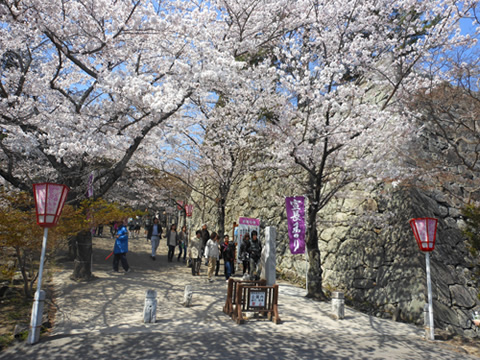 桜祭り行灯提供　玉城・飯南・松阪