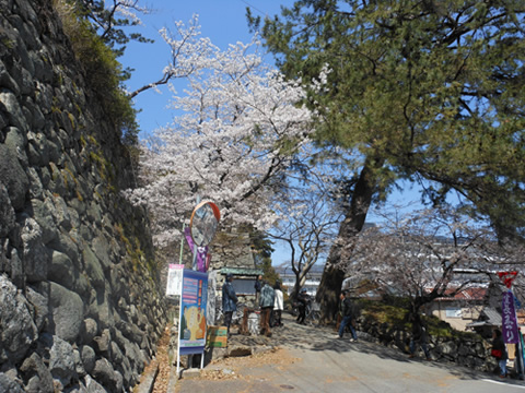 桜祭り行灯提供　玉城・飯南・松阪