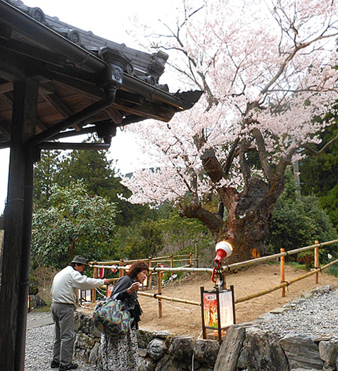 飯南粥見町桜まつり行灯提供