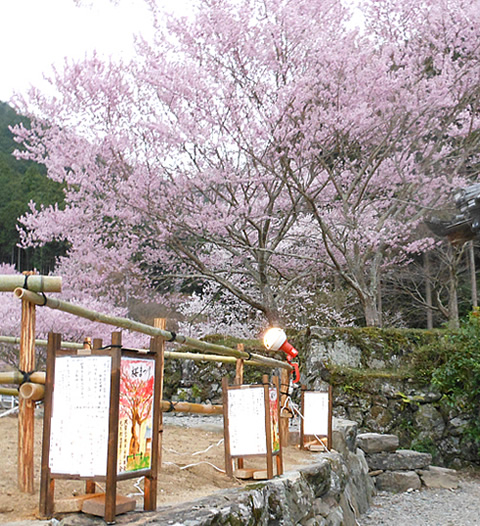 飯南粥見町桜まつり行灯提供