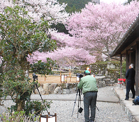 飯南粥見町桜まつり行灯提供