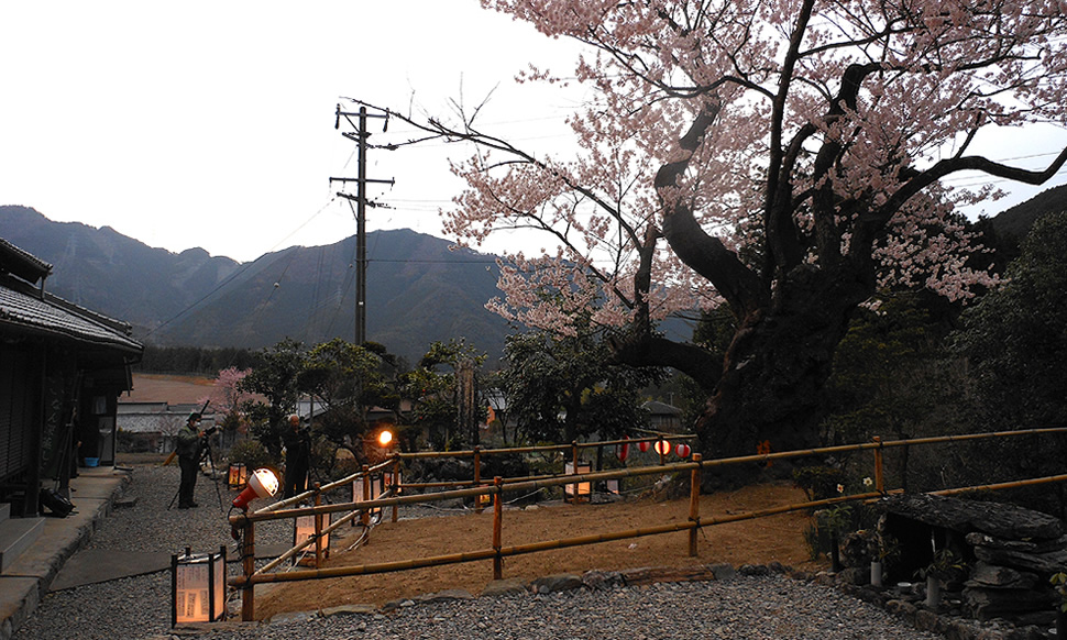 飯南粥見町桜まつり行灯提供